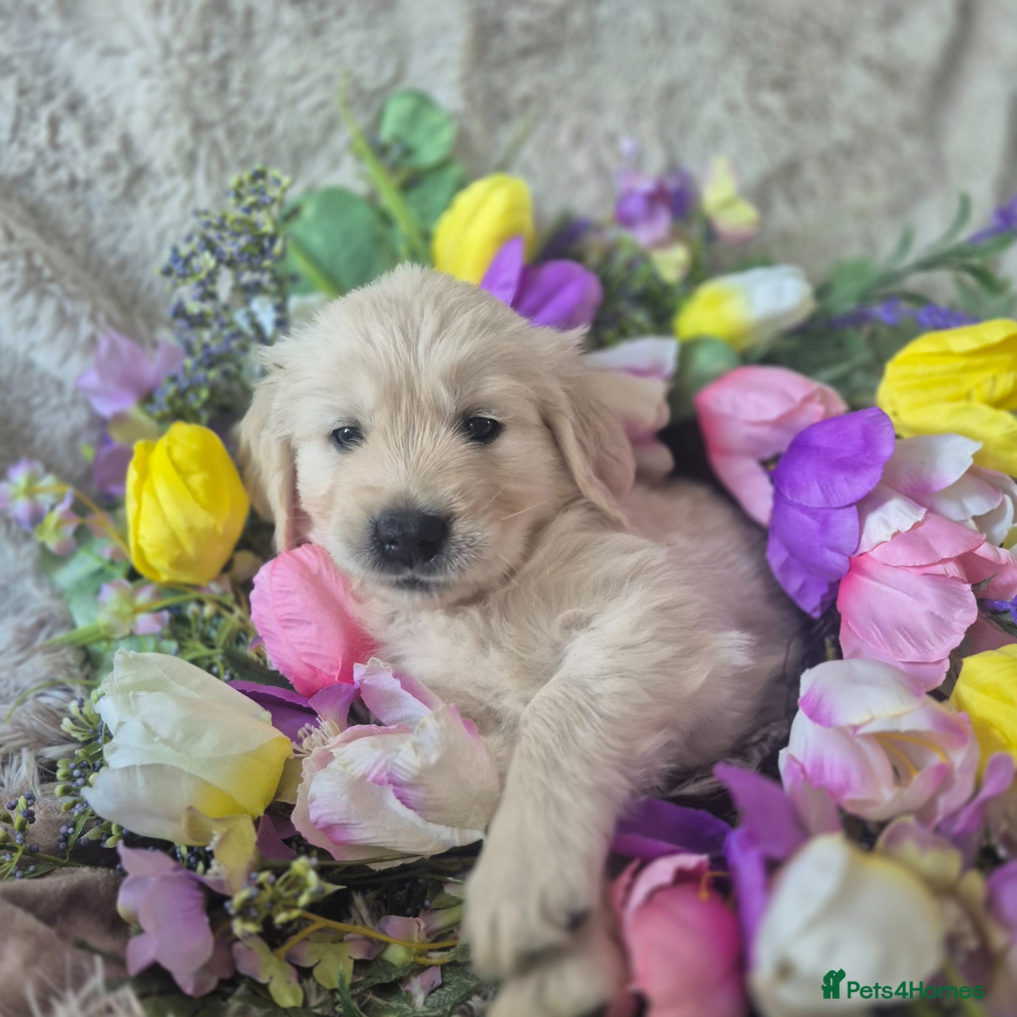 Golden Retriever dogs Beautiful Golden Retriever Puppies - Advert 2