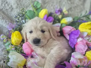 Golden Retriever dogs Beautiful Golden Retriever Puppies - Advert 5