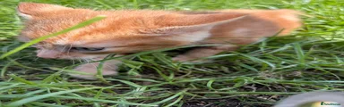 Domestic Shorthair 1