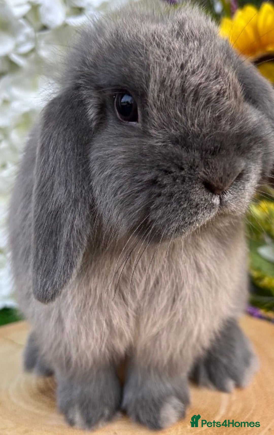 Mini Lop rabbits for sale: Mini lop  - Image 1