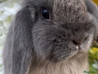 Mini Lop rabbits - Advert 6