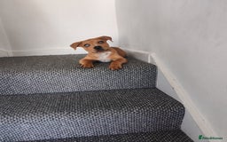Mixed Breed dogs for sale: Handsome boy need a proper home - Image 2