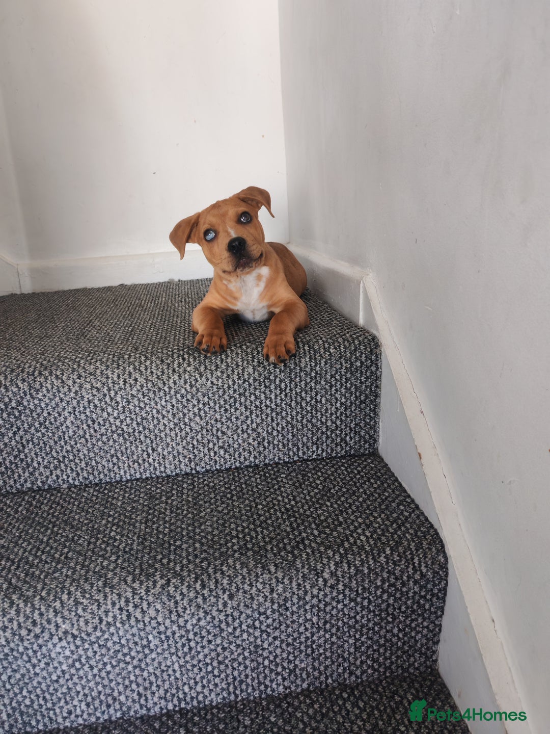 Mixed Breed dogs for sale: Handsome boy need a proper home - Image 2
