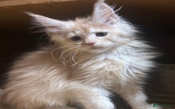 Maine Coon cats for sale: Stunning Mainecoon kittens  - Image 20