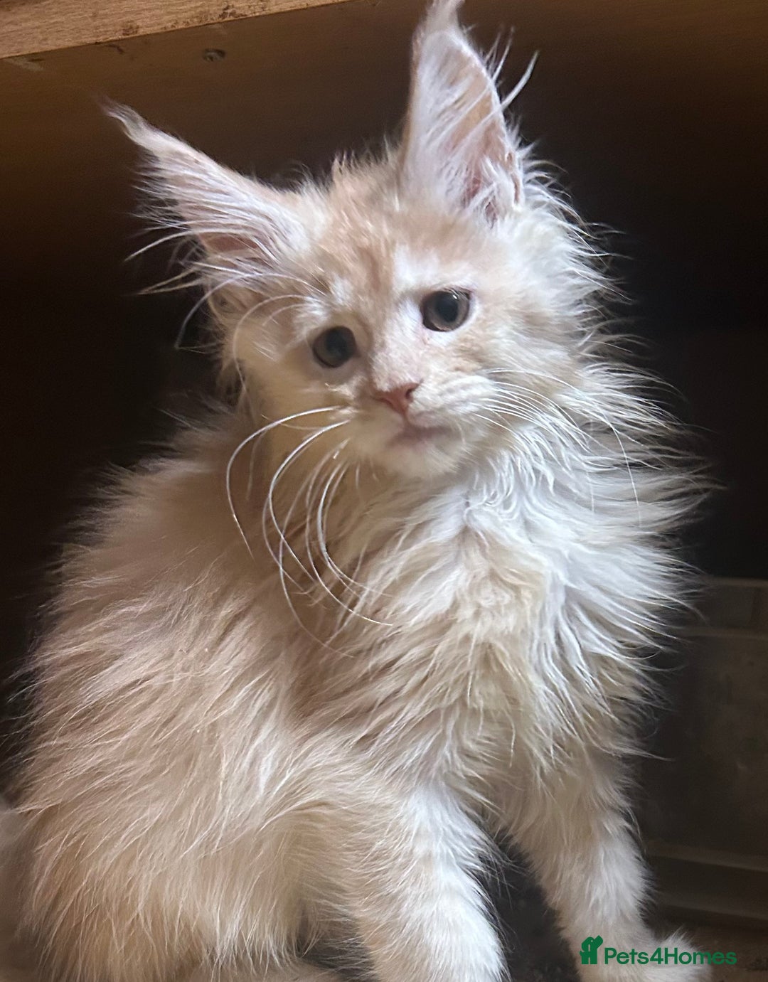 Maine Coon cats for sale: Stunning Mainecoon kittens  - Image 20