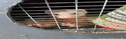 Ferret rodents for sale: 2 Jills for sale  - Advert 4