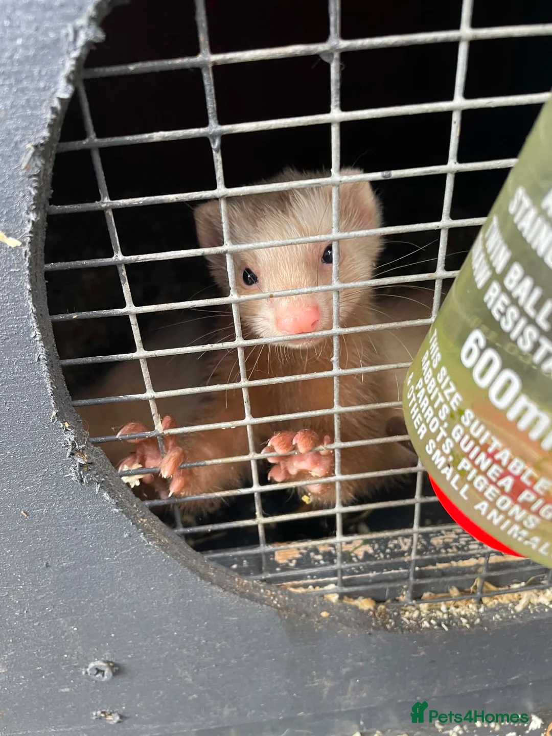 Ferret rodents for sale: 2 Jills for sale  - Advert 4