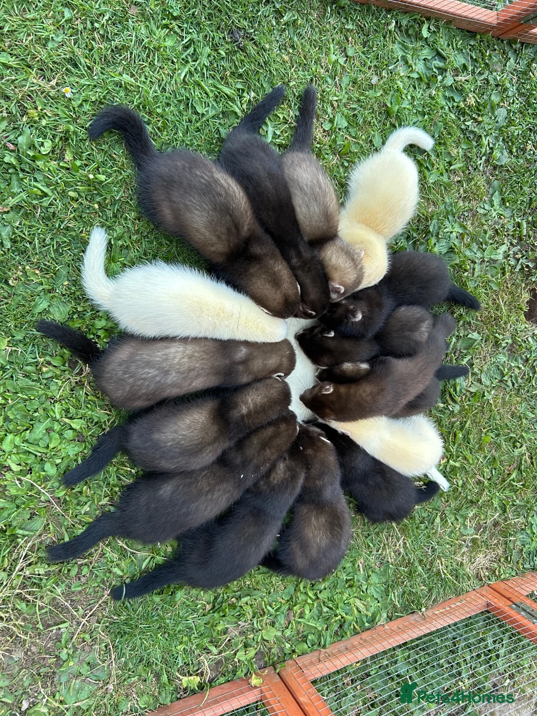 Ferret rodents for sale: Silly tame ferrets for sale in Boston - Advert 7