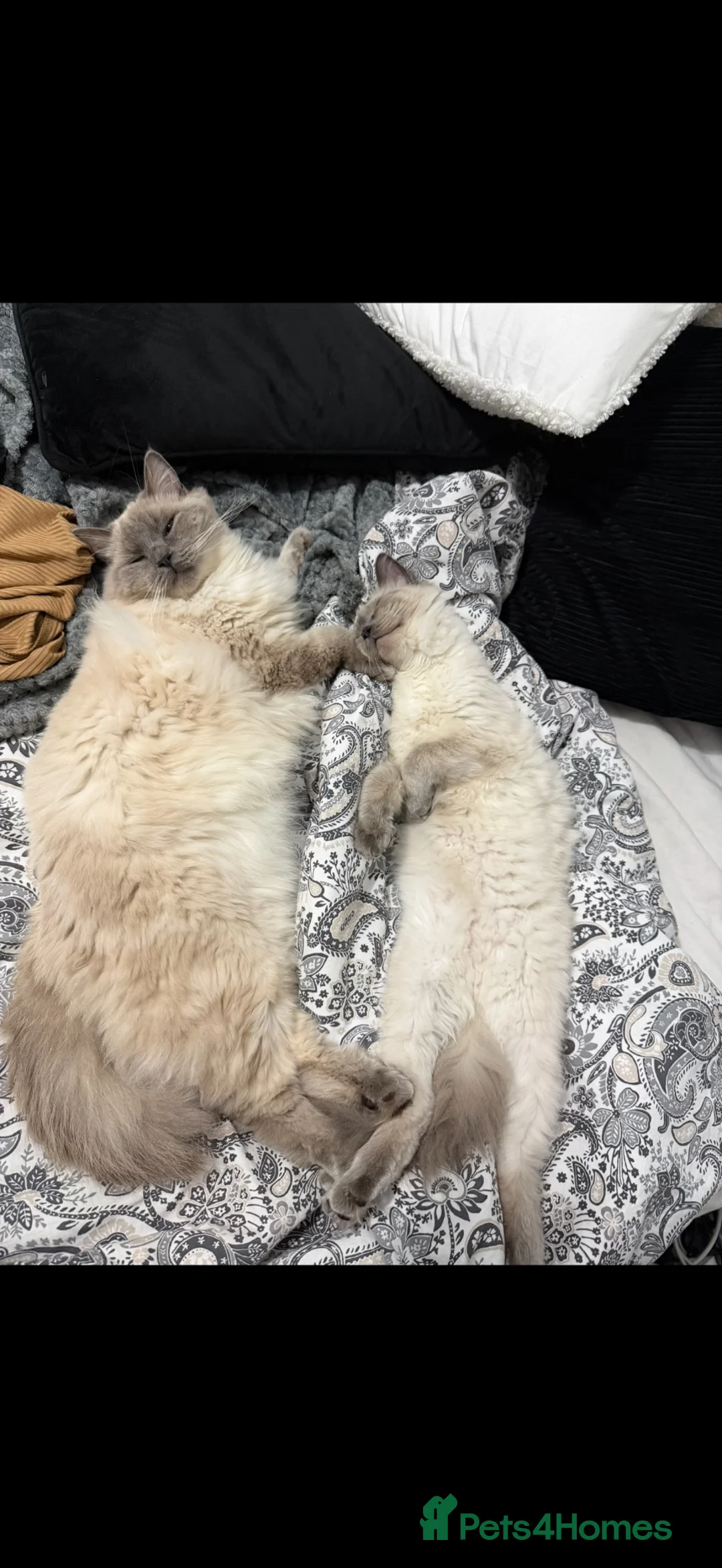 Ragdoll cats for sale: Blue eyed Ragdoll, Rehoming due to allergy  - Advert 10