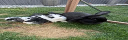 Mini Lop rabbits for sale: 4 adorable mini lops for sale  - Advert 4