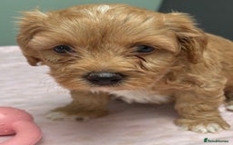 Maltipoo dogs for sale: Beautiful maltipoo puppies - Image 11