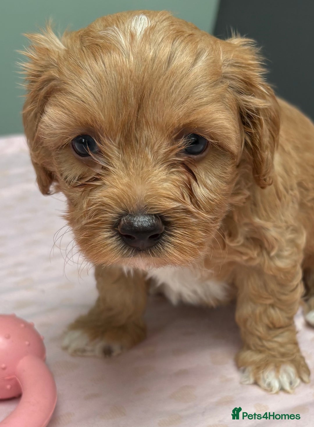 Maltipoo dogs for sale: Beautiful maltipoo puppies - Image 11