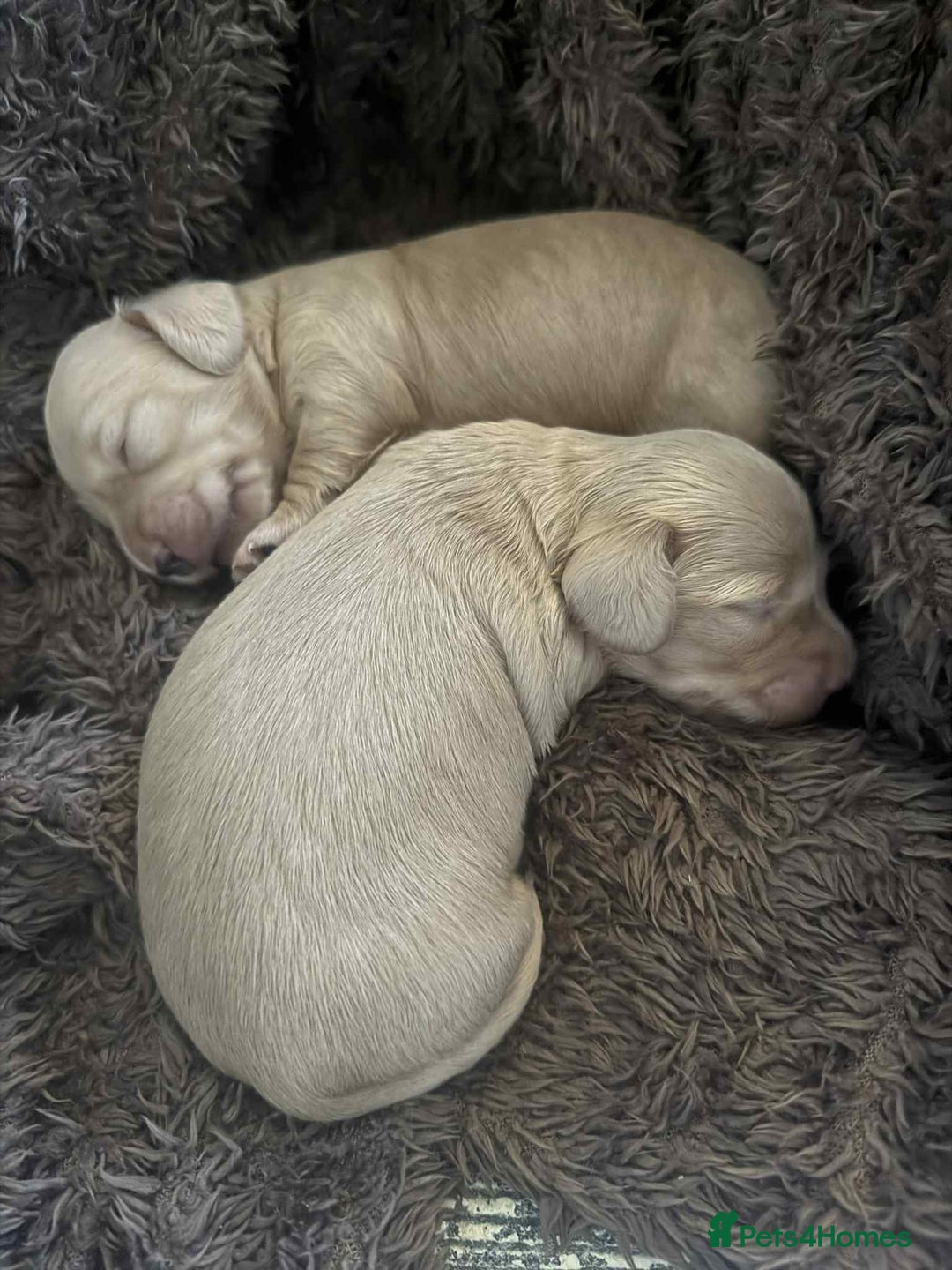 Miniature Dachshund dogs for sale: Beautiful long haired cream mini dachshund puppies - Image 9