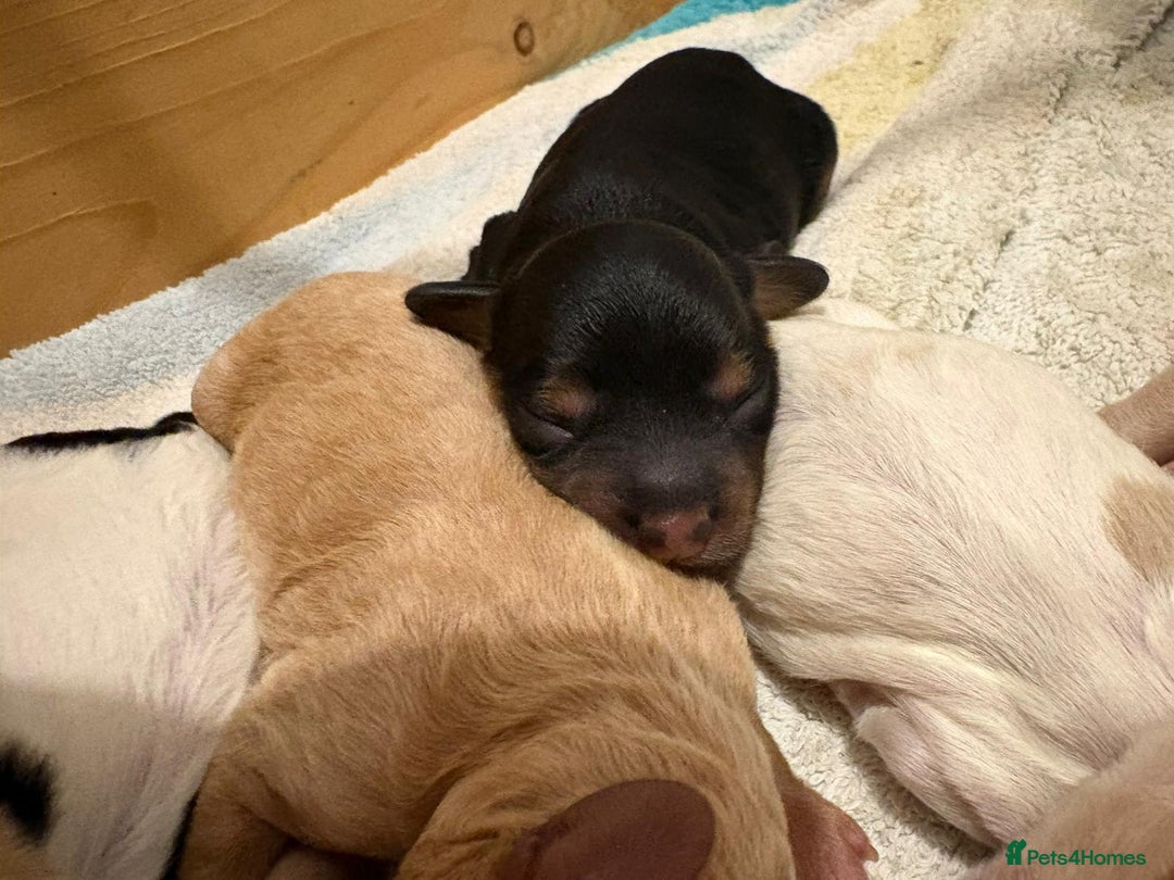 Cavapoo dogs for sale: Stunning tri coloured teddy bear Cavapoos x 6  - Advert 10