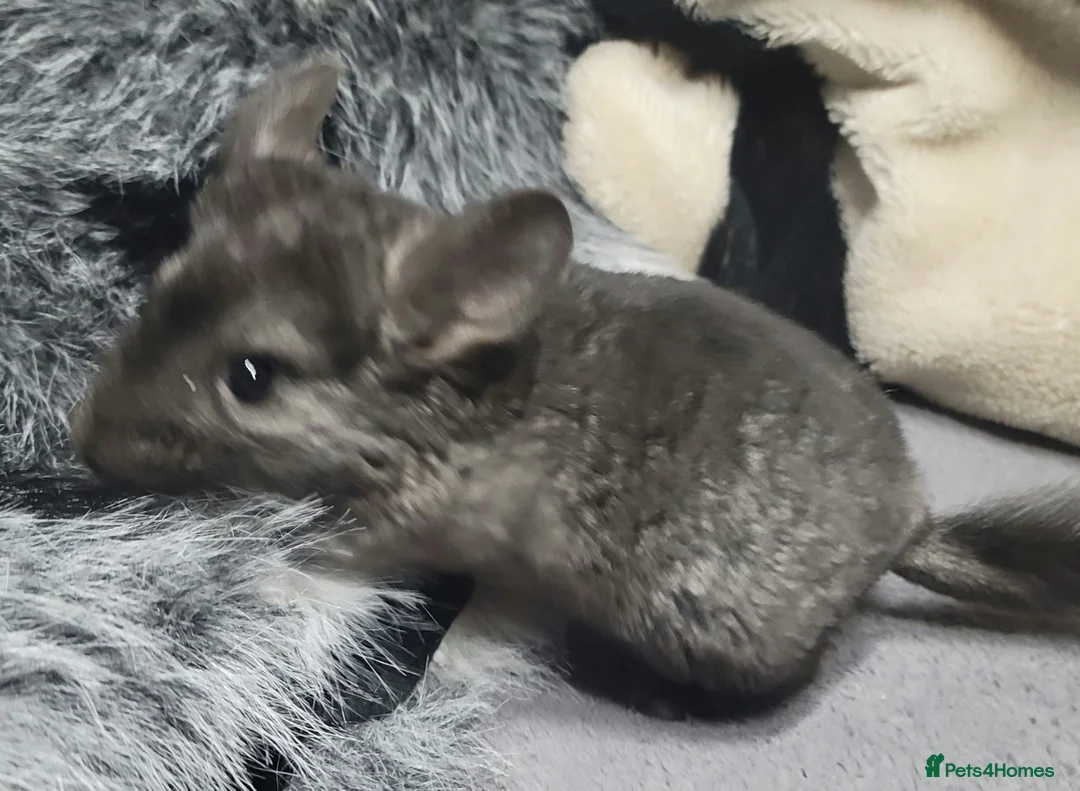 Chinchilla rodents for sale: Baby chinchillas for sale  - Advert 2