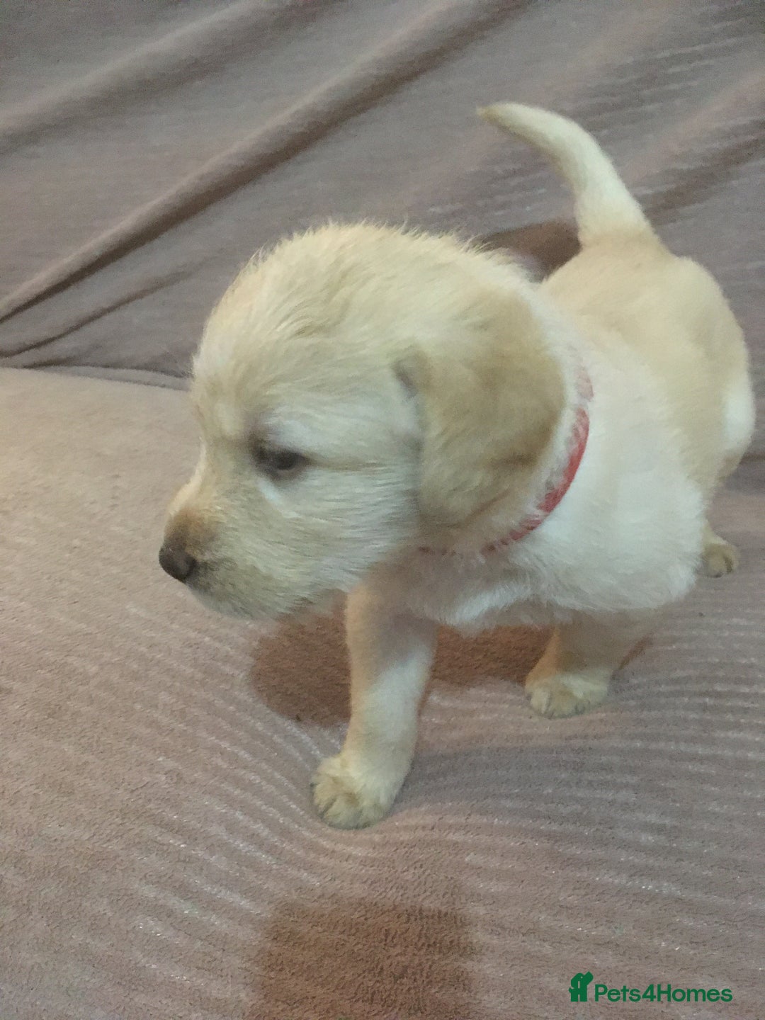 Labradoodle dogs for sale: Labradoodle puppies for sale £600-£750 - Image 24