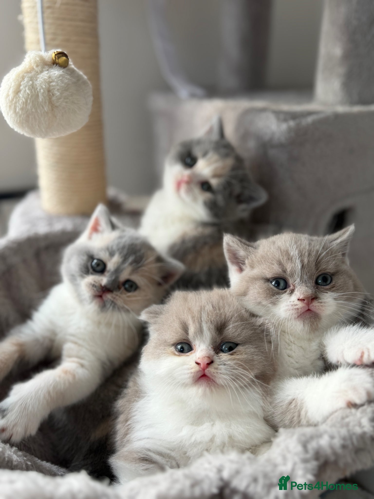 British Shorthair cats for sale: 3 Beautiful BSH, 1 BLH kittens - Advert 6