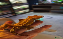 Gecko reptiles for sale: Male crested gecko  - Image 3