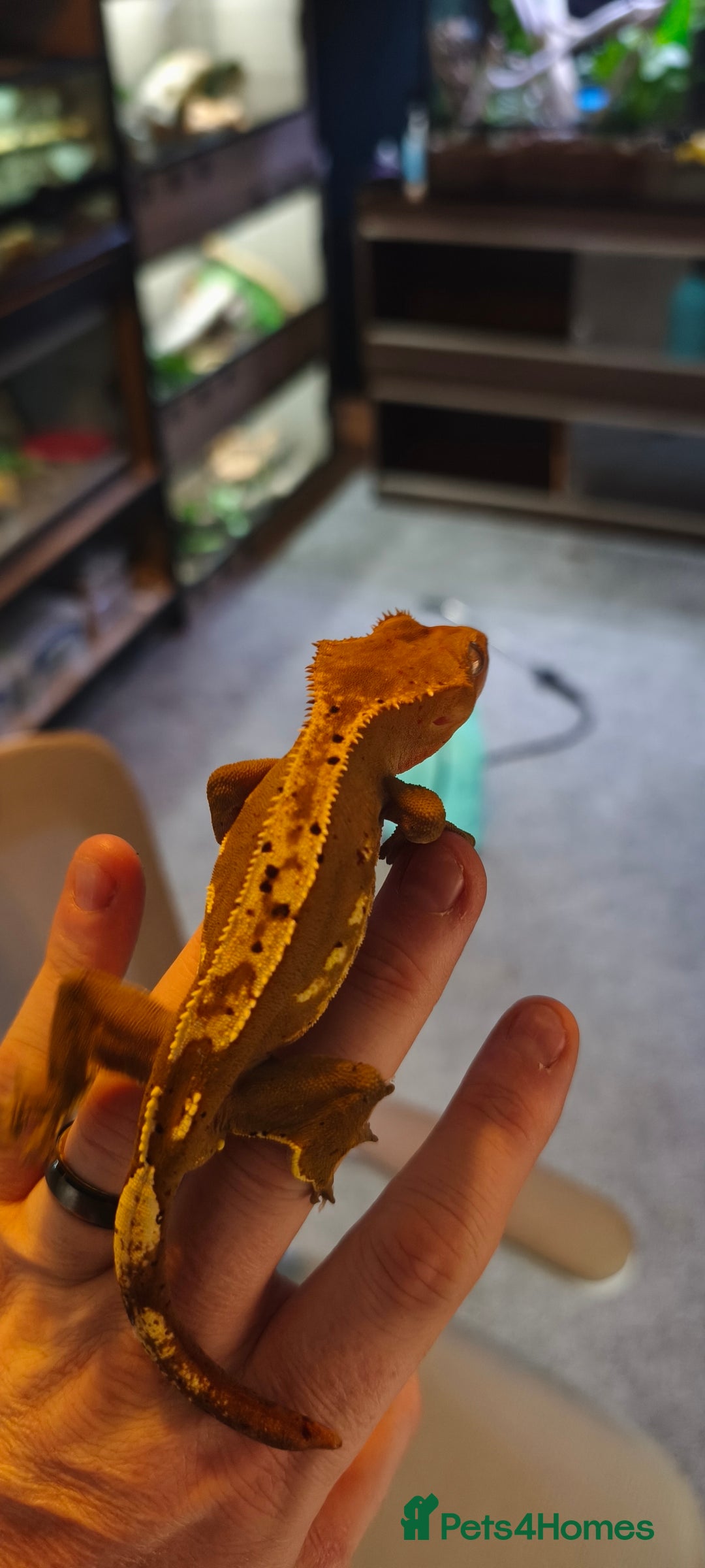 Gecko reptiles for sale: Male crested gecko  - Image 3