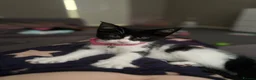 Mixed Breed cats for sale: Female cat  in Wolverhampton - Advert 2