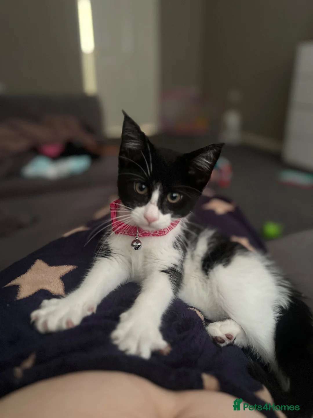 Mixed Breed cats for sale: Female cat  in Wolverhampton - Advert 2
