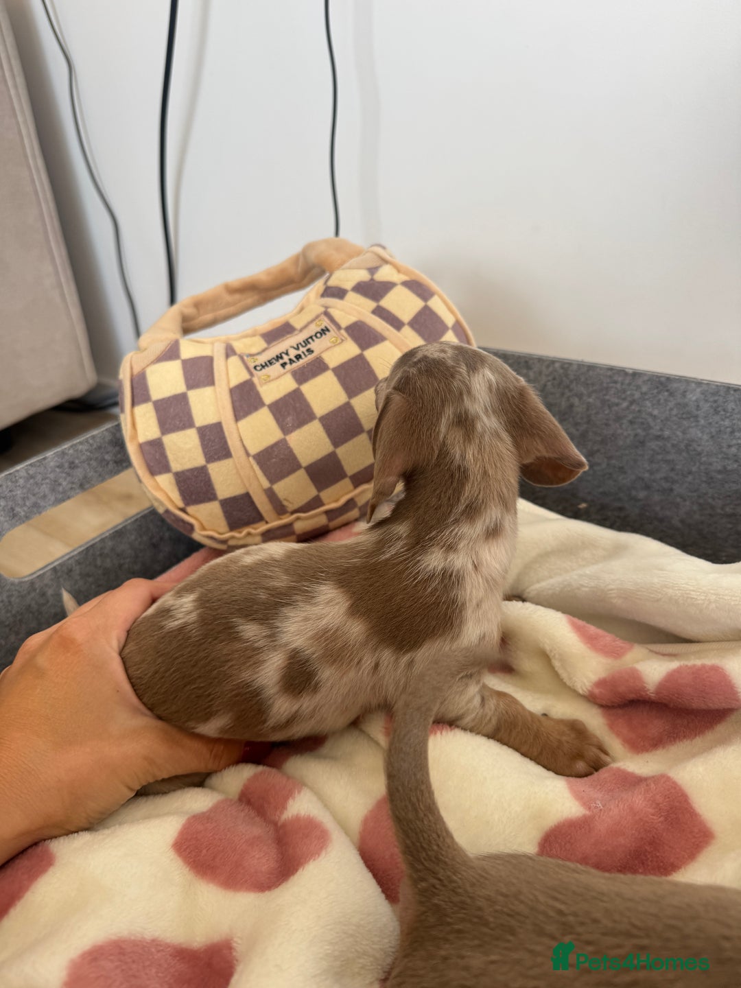 Miniature Dachshund dogs for sale: Miniature dachshunds for sale  - Image 5