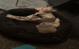 British Shorthair cats for sale: British short hair  - Advert 4