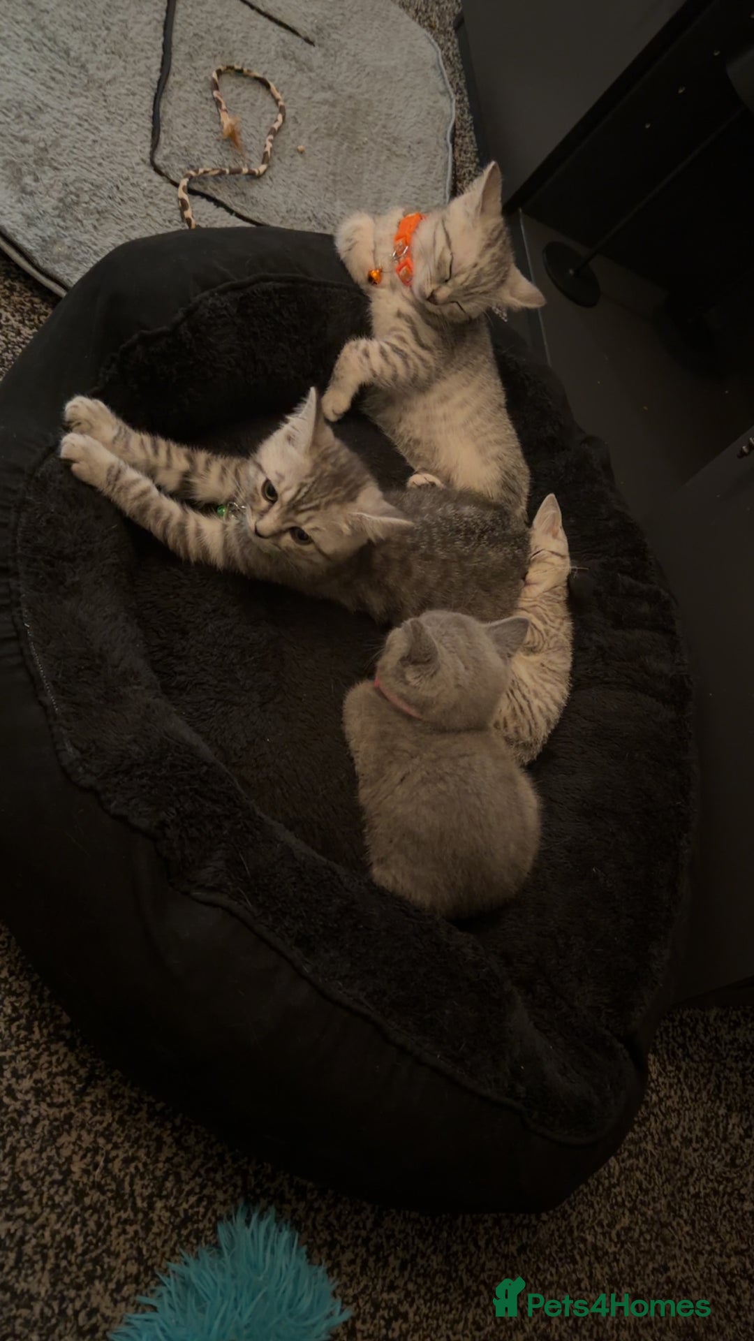 British Shorthair cats for sale: British short hair  - Advert 4