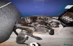Cane Corso dogs for sale: Beautiful cane corso puppies  - Image 18