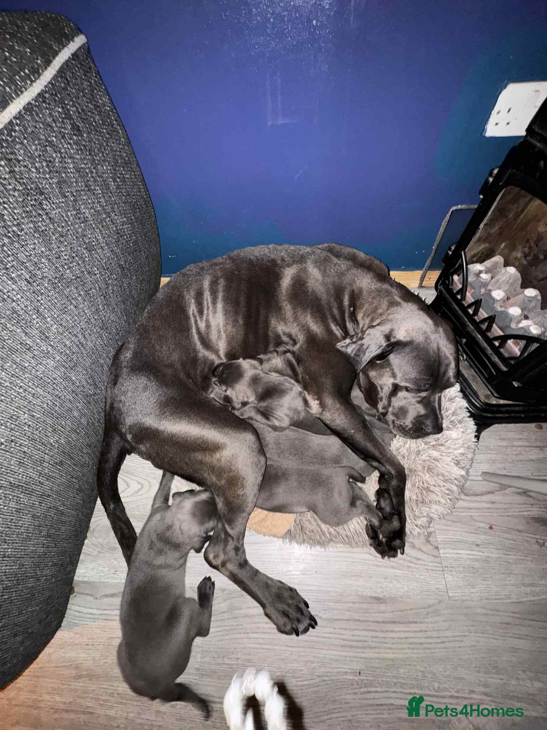 Cane Corso dogs for sale: Beautiful cane corso puppies  - Image 18
