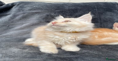 Maine Coon cats - Advert 12