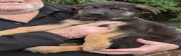 German Shepherd dogs for sale: german shepherd pups for sale - Advert 5