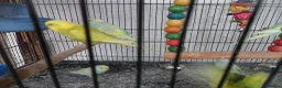 Budgerigars birds for sale: BEAUTIFUL BABY BUDGIES - Advert 7