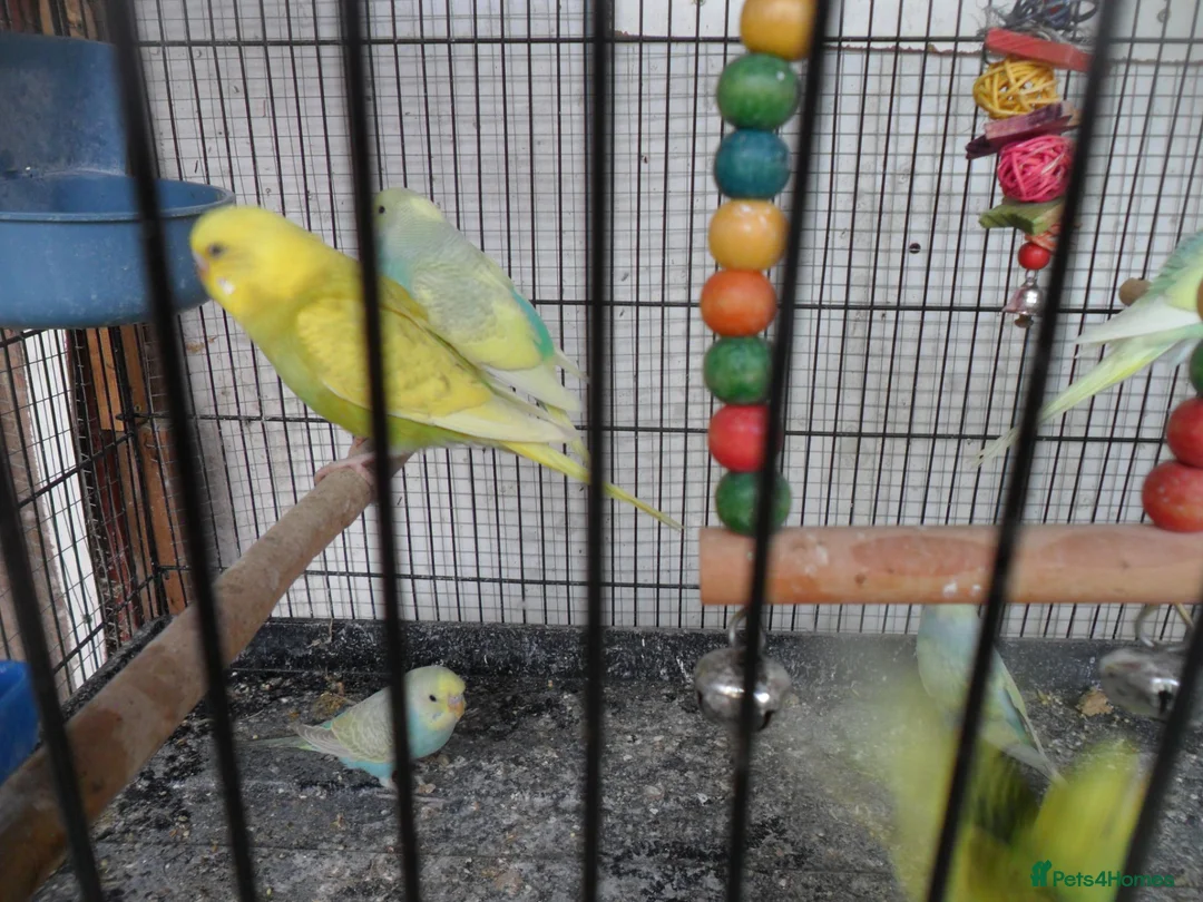 Budgerigars birds for sale: BEAUTIFUL BABY BUDGIES - Advert 7