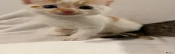Mixed Breed cats for sale: Bengal Mix Kittens - Advert 13