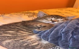 Bengal cats for sale: beautiful bengal kitten  - Image 21