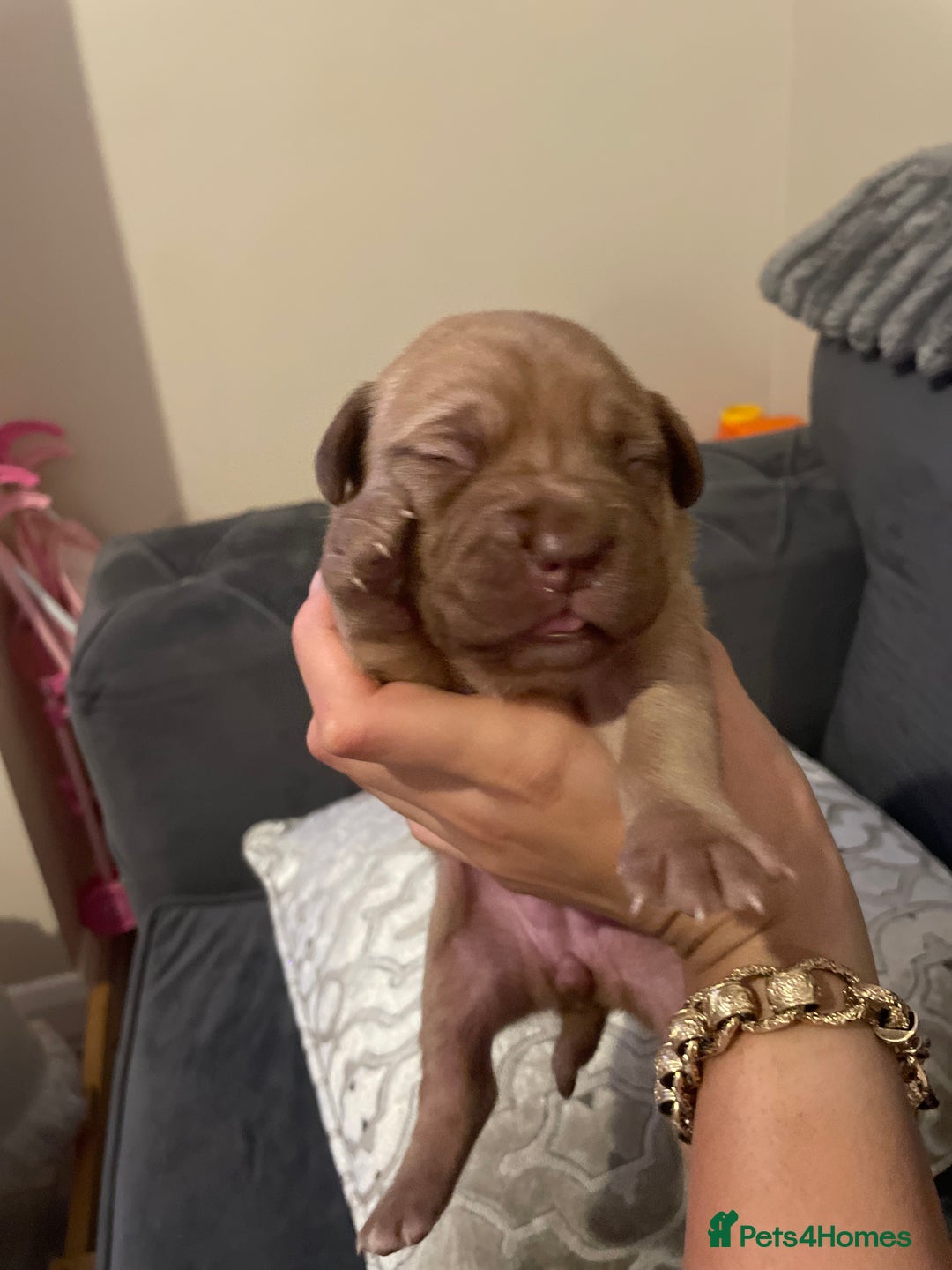 Dogue De Bordeaux dogs for sale: 3 beautiful dogue de bordeaux puppies for sale - Advert 9