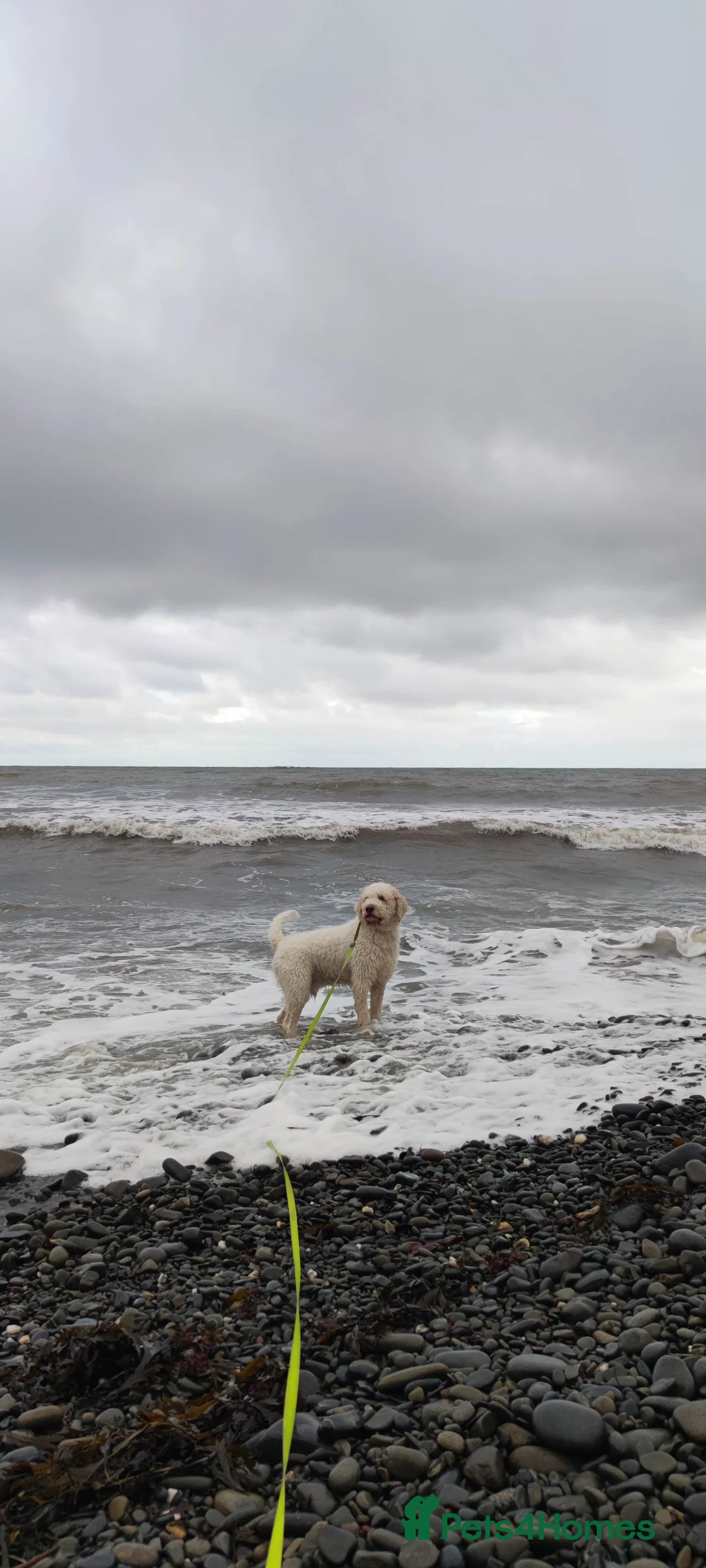 Lagotto Romagnolo dogs for sale: Pedigree Lagotto Romagnolo Male – 5.5y - Advert 2