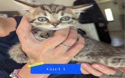 Mixed Breed cats for sale: 5 beautiful mix breeds  - Image 5