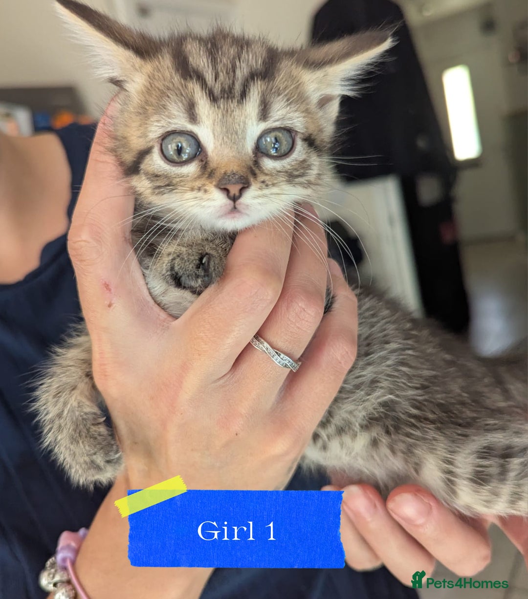 Mixed Breed cats for sale: 5 beautiful mix breeds  - Image 5