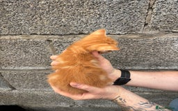 Ragdoll cats for sale: Gorgeous ragdoll cross kittens  - Image 19
