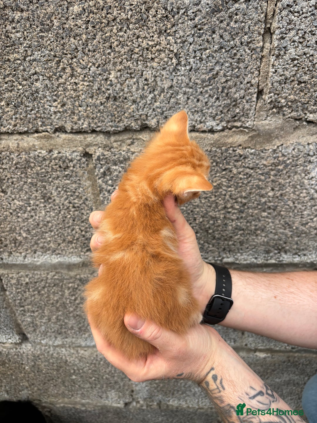 Ragdoll cats for sale: Gorgeous ragdoll cross kittens  - Image 19