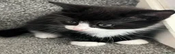 Mixed Breed cats for sale: mainecoon/european in Corby - Advert 15
