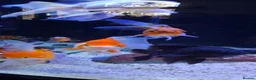 Goldfish fish for sale: Goldfish fancy oranda moor - Advert 4