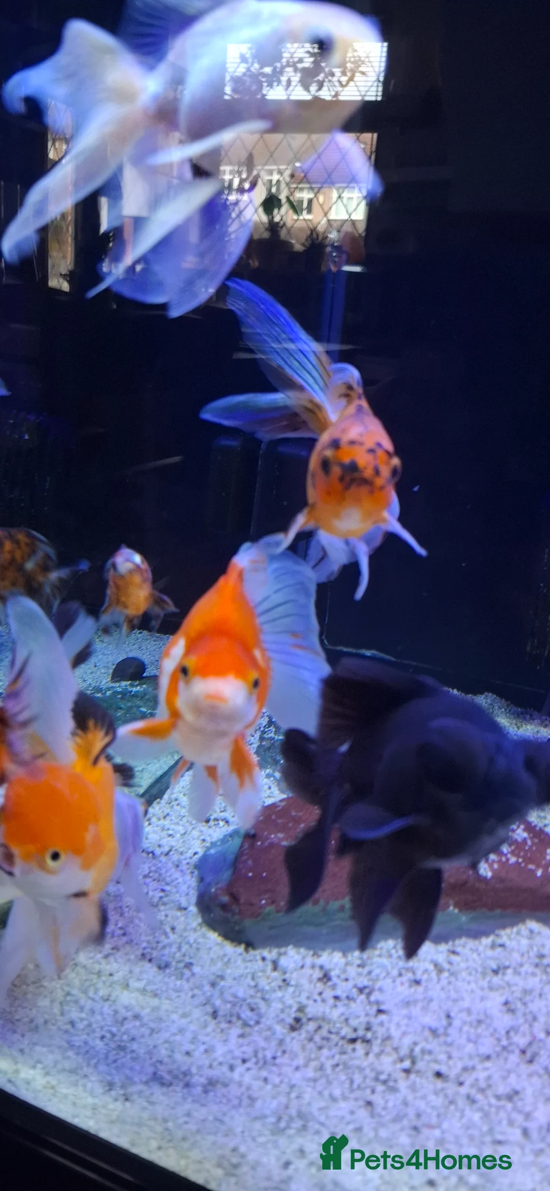 Goldfish fish for sale: Goldfish fancy oranda moor - Advert 4