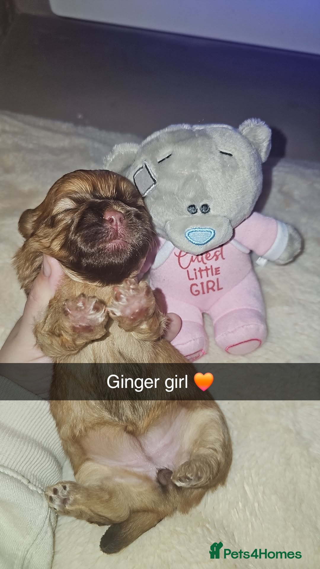 Shih Tzu dogs for sale: Imperial shih tzu puppies  - Image 4
