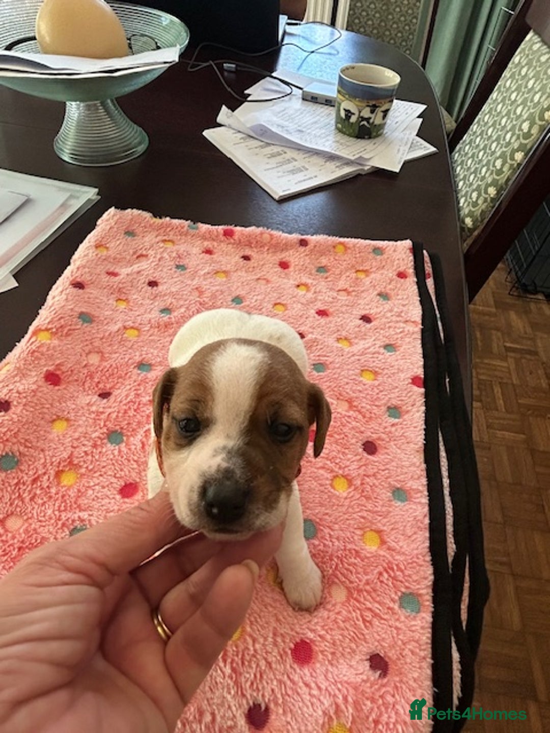 Jack Russell dogs for sale: Quality Smooth Coated Short Legged JRT's - Image 10