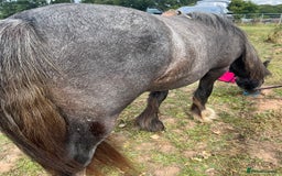 Irish Cob horses for sale: Luna 2 year old mare  - Image 4