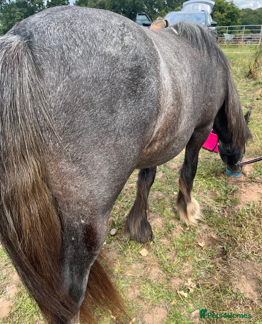Irish Cob horses for sale: Luna 2 year old mare  - Image 4