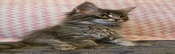 Maine Coon cats for sale: Gorgeous, sociable maine coon kittens  - Advert 13